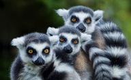 Fototapeta Consalnet Lemur Sale