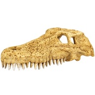 Repti-Zoo Crocodile Skull M - krokodília lebka