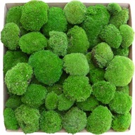 PREMIUM Cushion Moss Medium Green Cardboard 600g