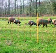 ELEKTRICKÁ SIEŤ NA OVCE 50M X 108 MEGA PONUKA