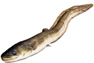 GABY plyšový vankúšik rybička EEL 115cm