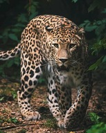 Mikroflanelová deka 120x150 Leopard Leopard