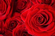 Fototapeta Kvety do spálne Ruže 175x115 cm