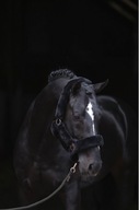 SUPERSOFT BLACK HORSE HEADHAM COB COVALLIERO