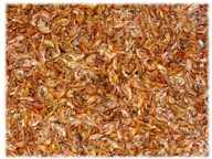 GAMMARUS sušená SIBERIAN RED GORGGE 1kg