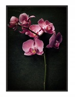 OBRAZOVÝ PLAGÁT V RÁME 43x33 cm Orchidea P1236