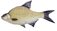 GABY vankúšik plyšový rybička Bream 65cm