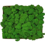 Crabotek PREMIUM Moss Light Green Apple 300g