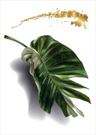 Plagát Monstera Plagáty na rám B2 70x50cm