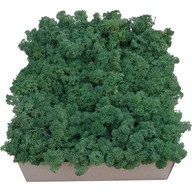 Moss Chrobotek Shadow Green Cardboard 600g