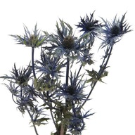 Sušená cezmína, eryngium, sušené kvety