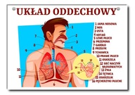 Náučná tabuľa dýchacie ústrojenstvo človeka A4