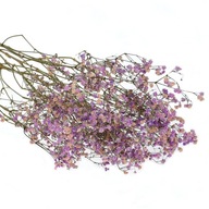 Sušené kvety fialky gypsophila