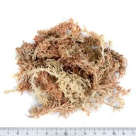 Sphagnum Sphagnum zakoreňovač rastlín 100g