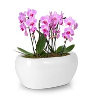 Biela oválna miska na dve orchidey Polnix Piano, 27 cm, na dva črepníky