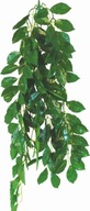 Terarijná rastlina Terra Ficus Happet, 50 cm