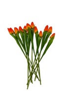 Jednoduchý tulipán TS001 12 ks (35 cm) #2 Žltý