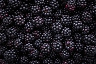 BLACKBERRY V DEZERTNOM GÉLE 50% 3,2 kg