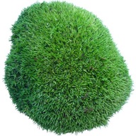 Sponge Moss PREMIUM Natural Green 300g