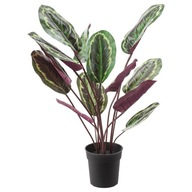 CALATHEA KALATHEA 100 cm Ako pravá palma