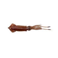 LURE S.G.3D SWIM SQUID 25cm/126g 1 ks Hnedá