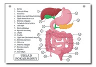 Učebná tabuľa ľudského tráviaceho systému A3
