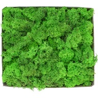 Odrezky machu, mach Bright Green Cardboard 600g