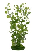Rastlina Marina CARDAMINE 30 cm