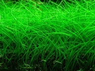 Hrnček Eleocharis Parvula Rushes 10 cm in vitro