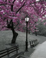 Cherry Blossoms Central Park New York - plagát