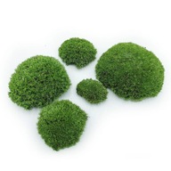100 g Green Premium Cushion Moss