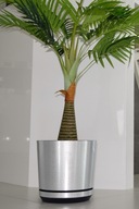 21 cm Kvetináč SILVER MATTE Strelitzia Dracaena GLOSS