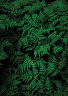 Nástenný plagát Green Fern 50x70 cm