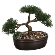 Bonsai strom v kvetináči prirodzene vyzerajúca rastlina