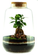 Mikroklíma Les v tégliku Bonsai fittonia LANTERN