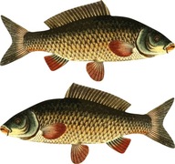 2x CARP čln NÁLEPKA 50 cm auto RYBA čln