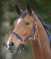 Ohlávka WALDHAUSEN Horsemotiv námornícka modrá COB