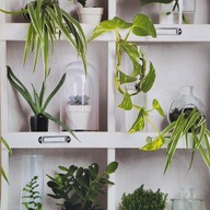 Tapeta na stenu police s rastlinami, ako je 3D prepojenie