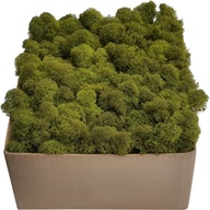 Moss Chrobotek PREMIUM Mid Green Cardboard 300g