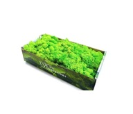 500g Grass Green light Chrobotek Reindeer Moss