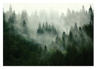 Fototapeta MISTY FOREST IN THE FOG 3D Trees 368x254