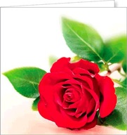 Karta s červenou ružou, jemná elegantná FF71