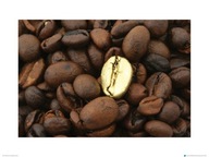 Reprodukcia Golden Coffee Bean do kuchyne 80x60 cm