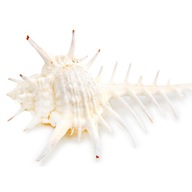 WENERY COMB shell Murex Pecten Aquarium 1 KS