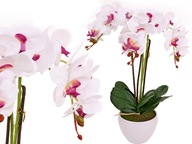 ORCHIDEA V ČRENÁRE AKO ŽIVÝ UMELÝ KVET, 3 výhonky