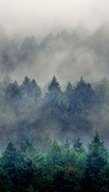 Nástenná maľba Forest in the Fog 364750 Rasch