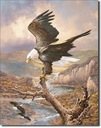 Kovový plagátový vývesný štít USA Colorado Land of the Eagle